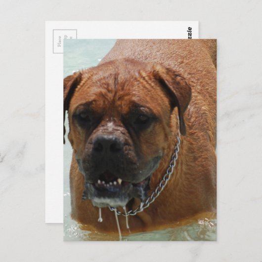 ドローリングボルドー・マスティフ ポストカード (正面/裏面)