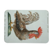 ドワーフコケレル, c.1767-76 (手色版木、銅版、版画) マグネット (横)