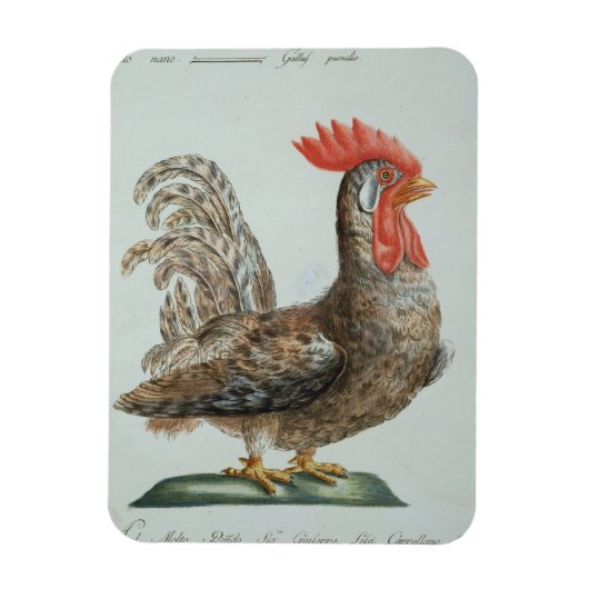 ドワーフコケレル, c.1767-76 (手色版木、銅版、版画) マグネット (縦)