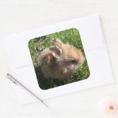 ドワーフバニーステッカー スクエアシール (封筒)