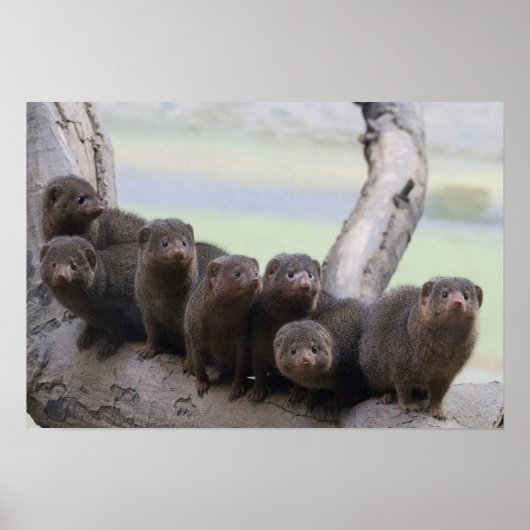 ドワーフモンガースパック ポスター (正面)