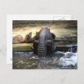 ドワーフワニ ポストカード (正面/裏面)