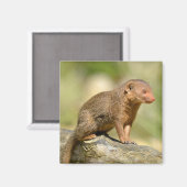 ドワーフ・モンガース葉書の四角ステッカーを閉じる マグネット (正面/裏面)