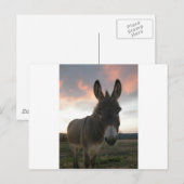 ドンキーアート ポストカード (正面/裏面)