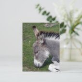 ドンキーフォールポートレート ポストカード (スタンド正面)