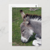 ドンキーフォールポートレート ポストカード (正面/裏面)