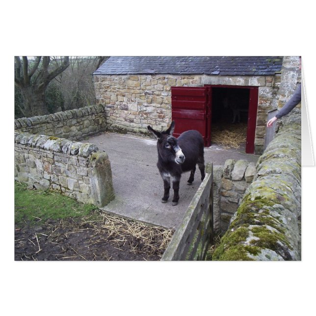 ドンキー (正面横)