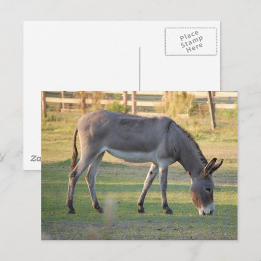 ドンキー ポストカード (正面/裏面)