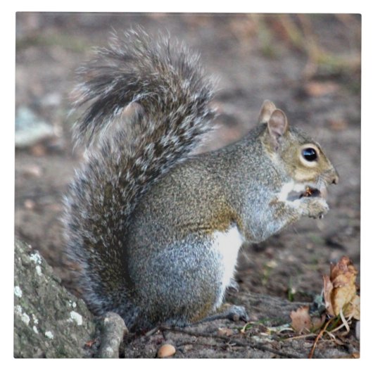 ドングリで食べているリス タイル (正面)
