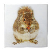 ドングリのリス タイル (正面)