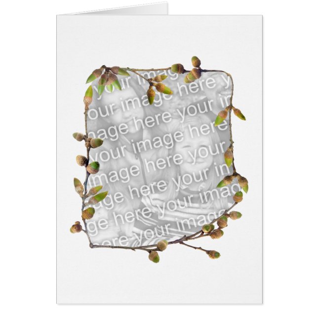 ドングリの写真カード (正面)