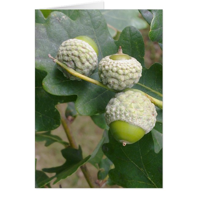 ドングリカード (正面)