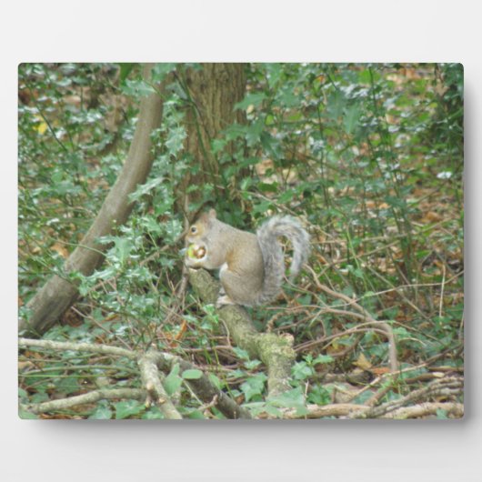 ドングリ付きリス フォトプラーク (正面)