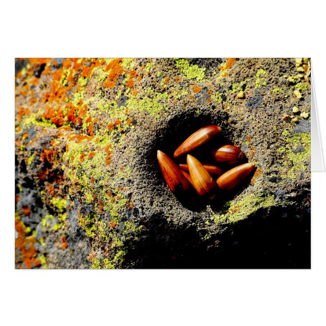 ドングリ (正面横)