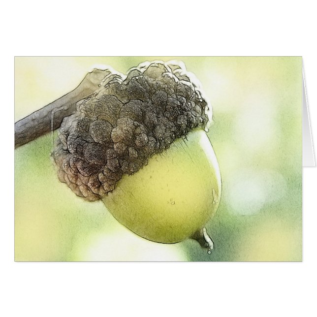 ドングリ (正面横)