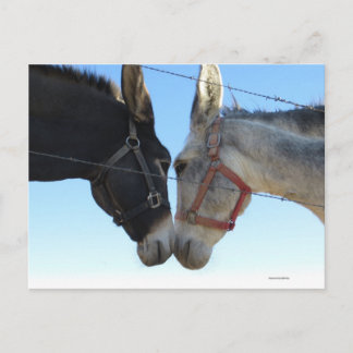 ドンドンのまわりにク ポストカード