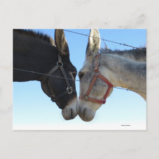 ドンドンのまわりにク ポストカード (正面)