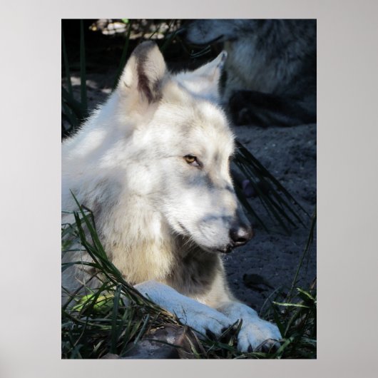 ドンフアンウルフ ポスター (正面)