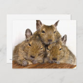 ドージングデグトリオポストカード ポストカード (正面/裏面)