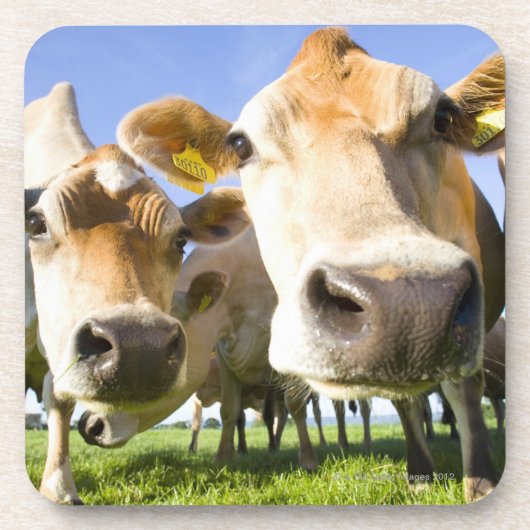 ドーセット、イギリス コースター (正面)