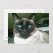 ドーデンブルー ポストカード (正面/裏面)