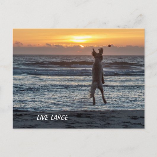 ドードル日漫画ライブラージポストカード ポストカード (正面)