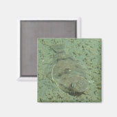 ドーバーソールフィッシュ マグネット (正面/裏面)