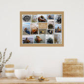 ドーフスキ島の貝殻 ポスター (キッチン)