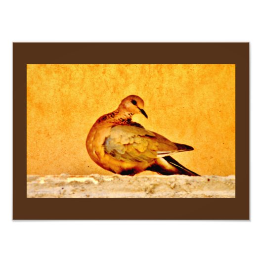 ドーブ美しい フォトプリント            (正面)