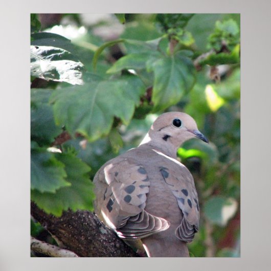 ドーブ ポスター (正面)