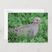 ドーブ ポストカード (正面/裏面)