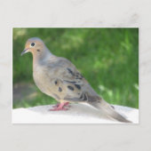 ドーブ ポストカード (正面)