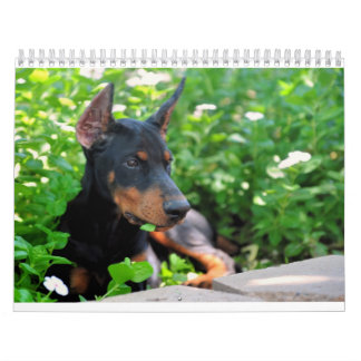 ドーベルマン犬の子犬のカレンダーは2012年を更新しました カレンダー