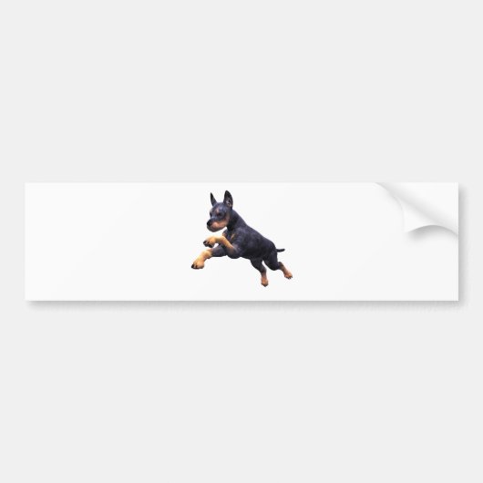 ドーベルマン犬の子犬の跳躍 バンパーステッカー (正面)