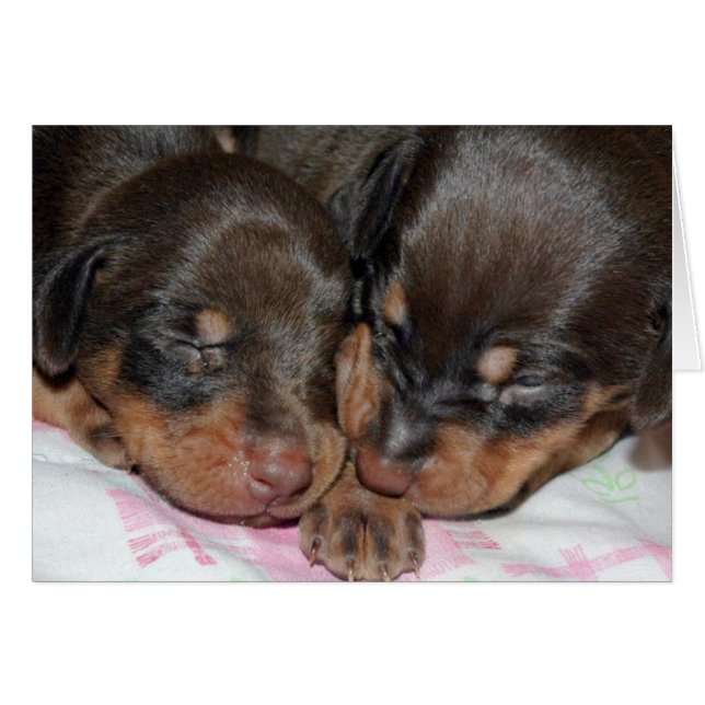 ドーベルマン犬の睡眠 (正面横)