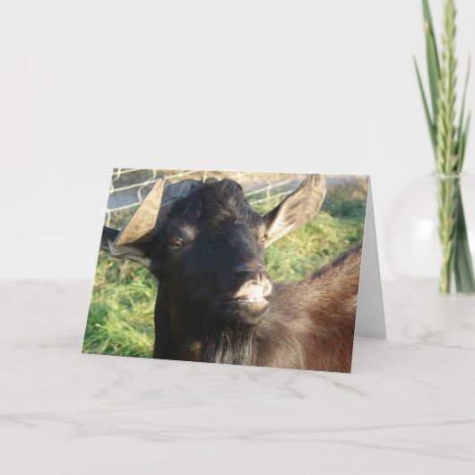 ドーベルマン（犬）ザアルペンビリー カード (正面)