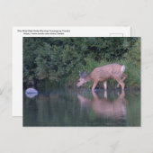 ドームレディアアーアーアーリーモアコースト ポストカード (正面/裏面)