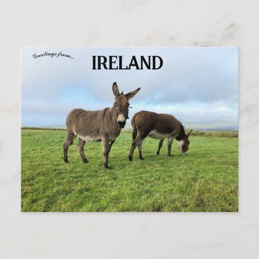 ドーラアイルランドのロバ ポストカード (正面)