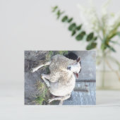 ドーリス – クール村の中のエウェ ポストカード (スタンド正面)