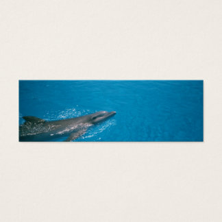 ドーリーフィン