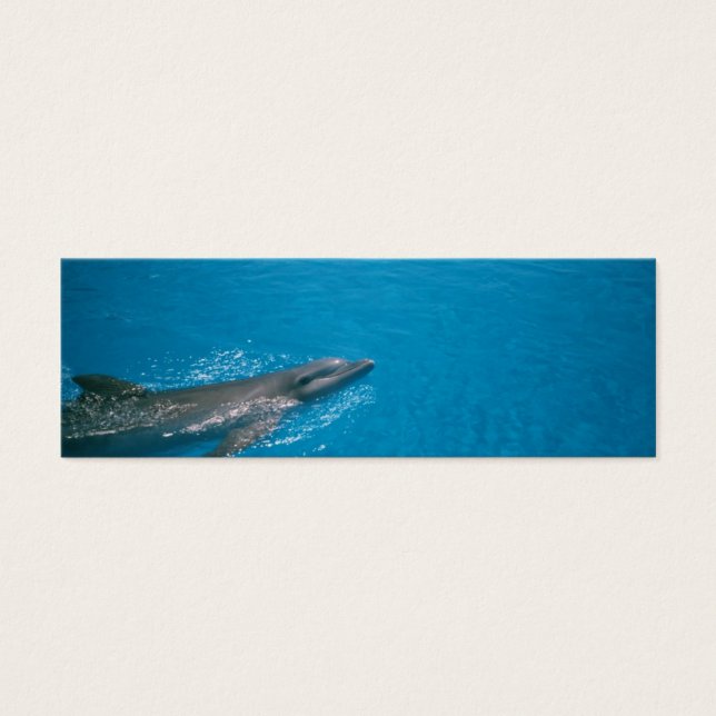 ドーリーフィン (正面)