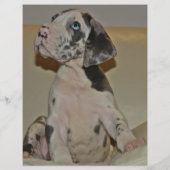 ドーンの子犬をカラフルに販売するには チラシ (裏面)