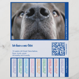 ドーンの子犬をカラフルに販売するには レターヘッド