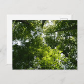 ドーンレッドウッドキャノピー ポストカード (正面/裏面)