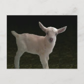 ドー生まれたばかりのリング ポストカード (正面)