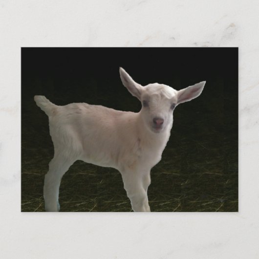 ドー生まれたばかりのリング ポストカード (正面)