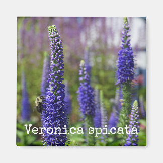 ド王室のロンドルスピードウェル マグネット