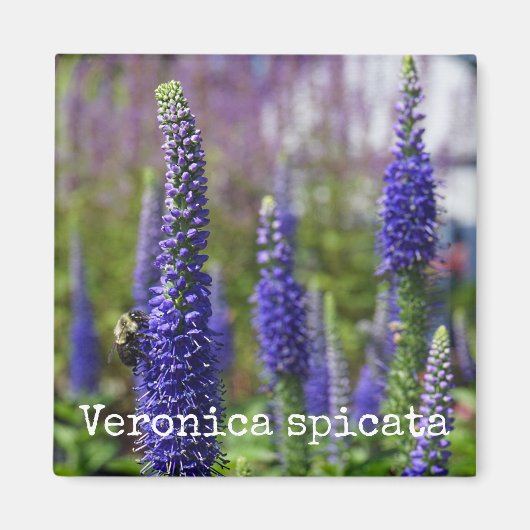 ド王室のロンドルスピードウェル マグネット (正面)