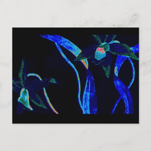 ナイトオーキッド ポストカード (正面)