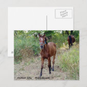 ナイトシルエット ポストカード (正面/裏面)